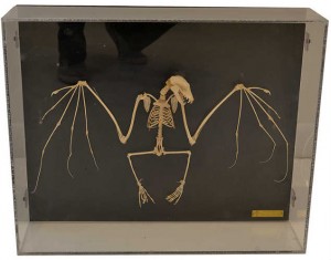 vintage mounted bat skeleton